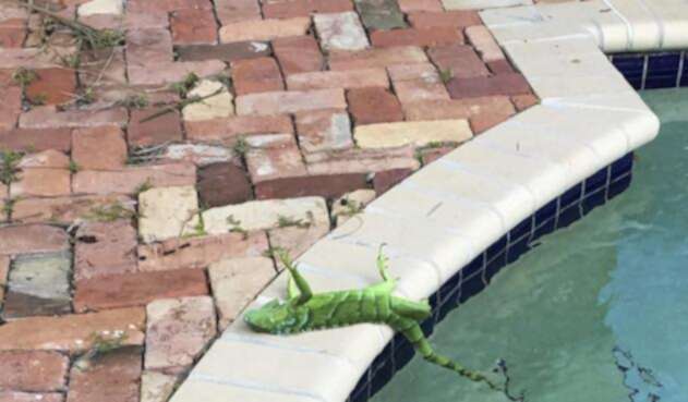 iguanascongeladas.jpg