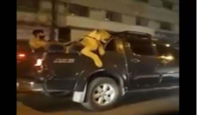 león.jpg