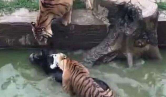 leones.jpg