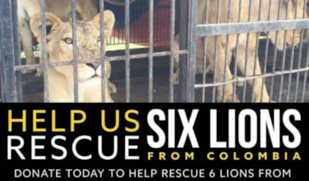 leones6.jpg