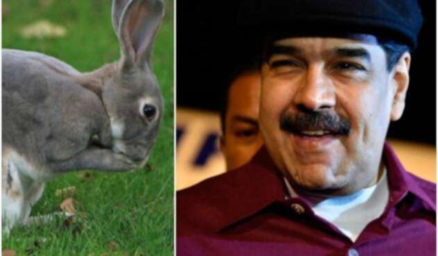 maduroconejo.jpg