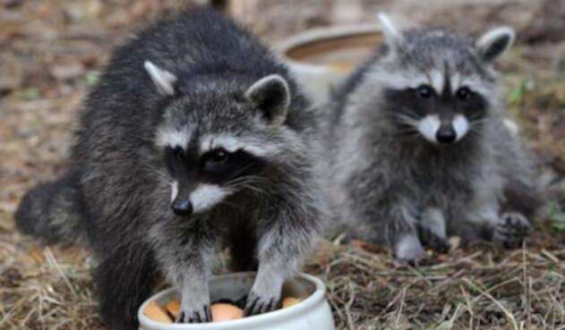 mapaches.jpg