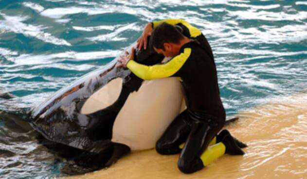 orca-ingimage.jpg
