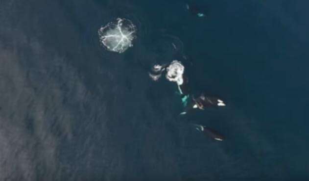 orcas.jpg