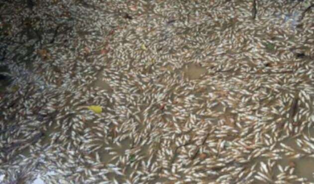 peces-1.jpg