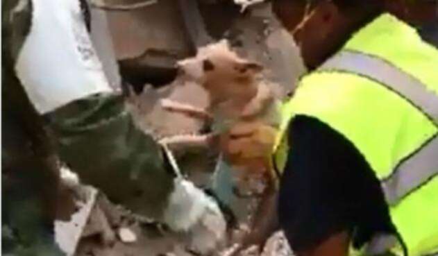 perrito.jpg