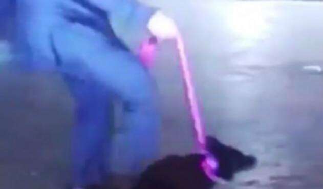 perro-1.jpg