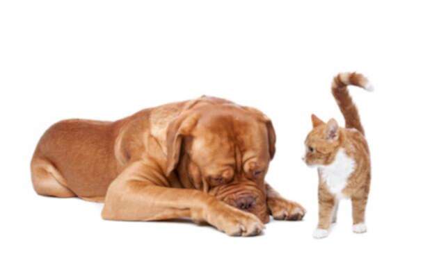 perro-gato-ingimage.jpg