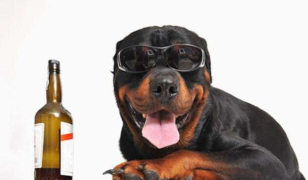 perroingimage.jpg