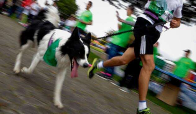 perros-2.jpg