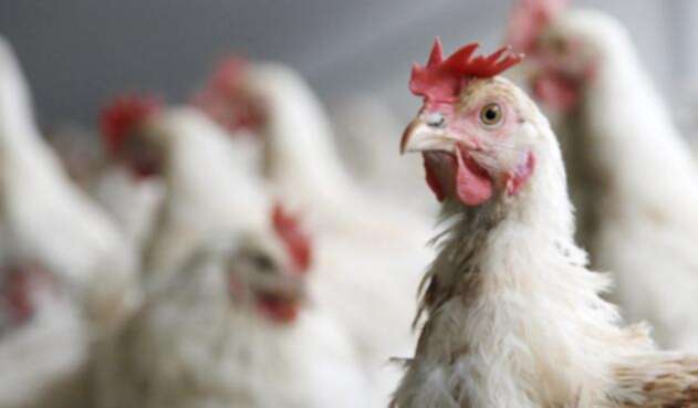 pollos-ingimage-960x500-1.jpg