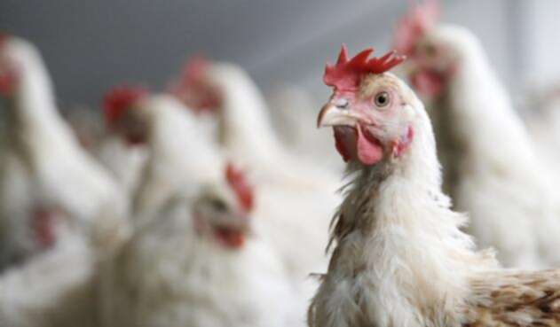 pollos-ingimage.jpg