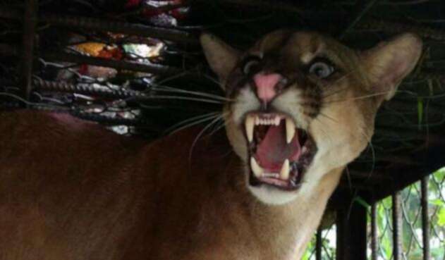puma.jpg
