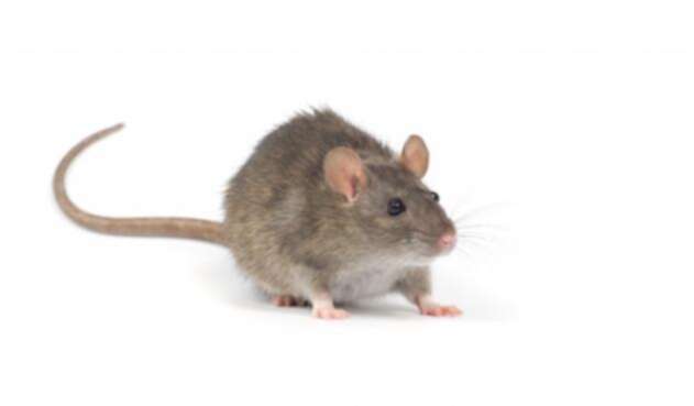 ratonlafm.jpg