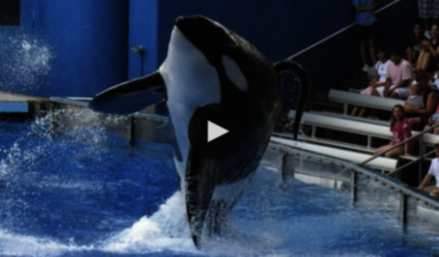 seaworld1.png