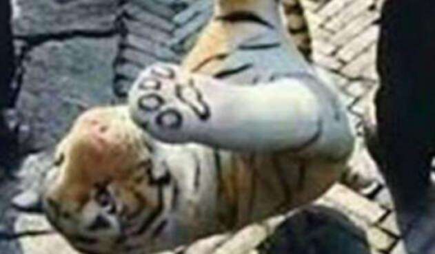 tigre-1.jpg