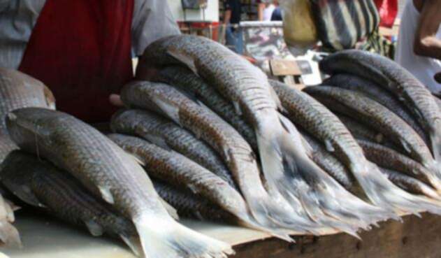 venta-de-pescado-Colprensa.jpg