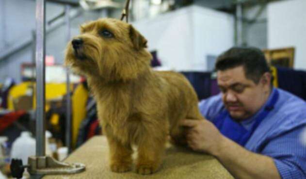 westminster-dog-show.jpg