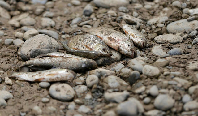 Peces muertos.