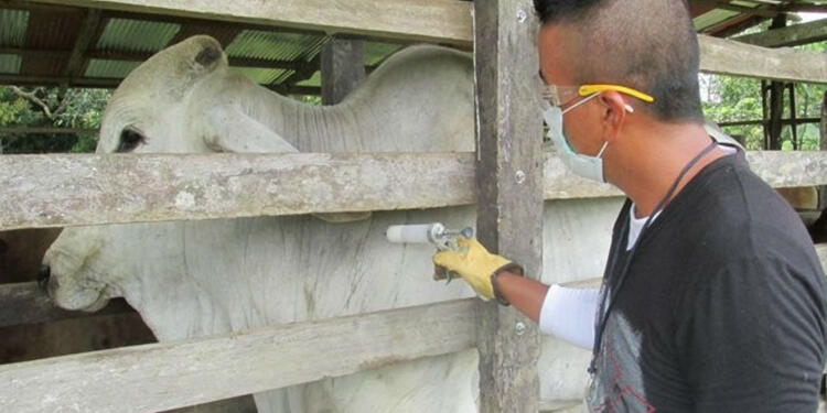 El brote de fiebre aftosa produjo la disminución del consumo interno y el bajo precio de la carne en el mercado local. Fiebre aftosa