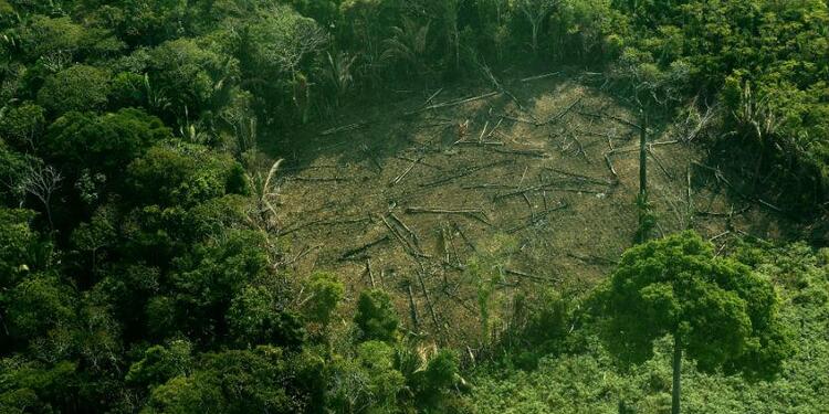 Tala de árboles en la Amazonía