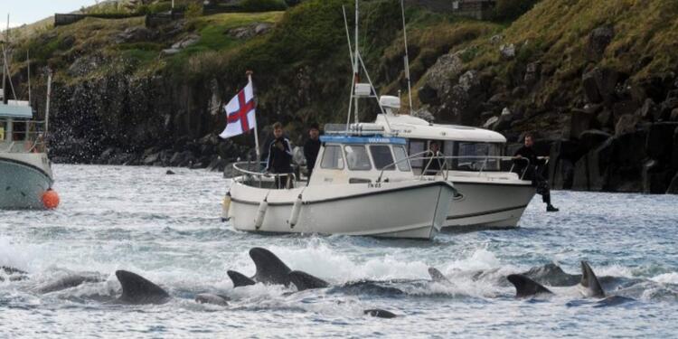 Más de 200 ballenas fueron masacradas en las Islas Feroe en Dinamarca. Más de 200 ballenas fueron masacradas en las Islas Feroe en Dinamarca.