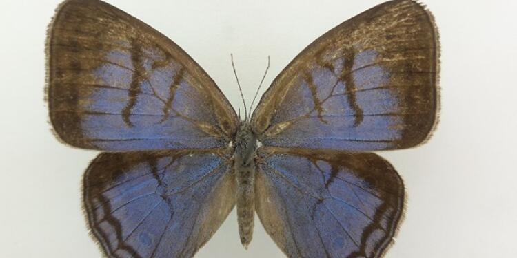 Mariposa (Caeruleuptychia sinchi).