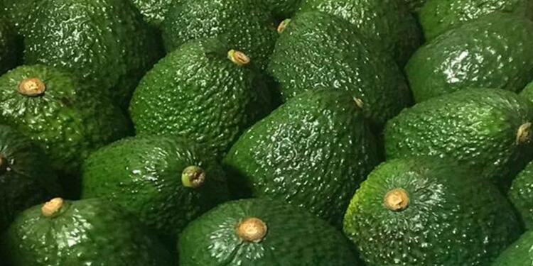 Aguacate hass. Aguacate hass.
