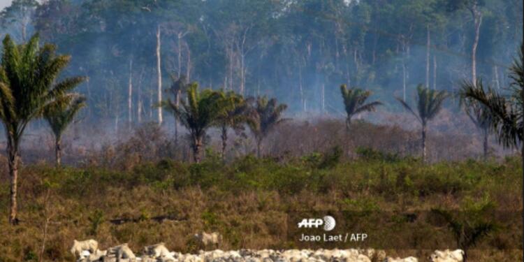 Amazonia Amazonia
