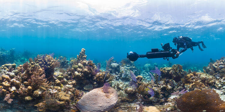 Exploración de corales