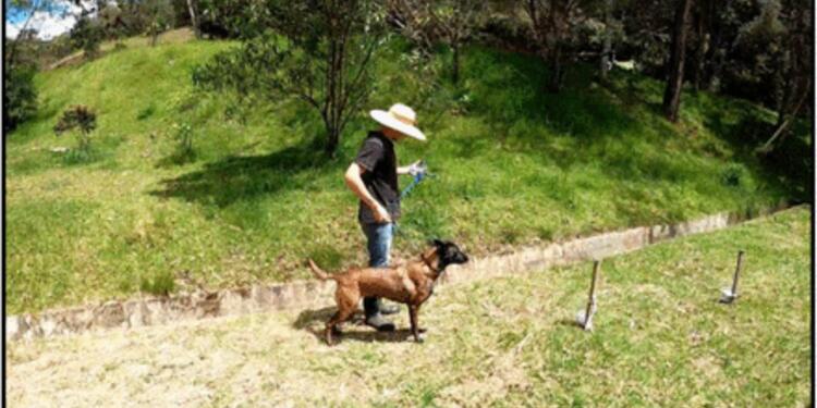 Así fue el entrenamiento de los perros en El Retiro, Antioquia.