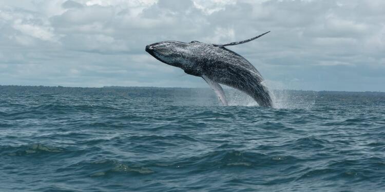 Ballenas jorobadas 3