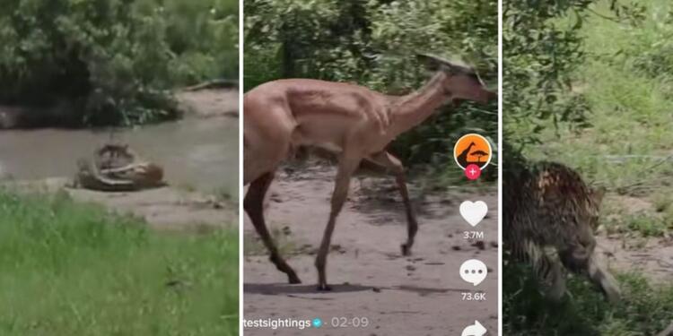 Antílope que se salvó de reptil
