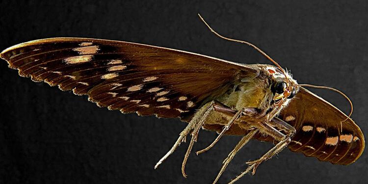 Polilla gigante