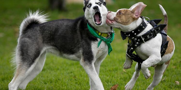 codigo de policia en colombia perros potencialmente peligrosos con póliza