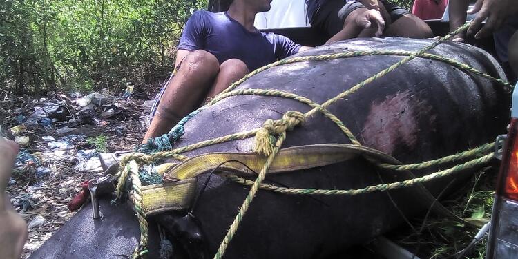 CORPAMAG, indican que el animal fue perseguido por pescadores de Tasajera desde el Puente de la Barra hasta Pueblo Viejo