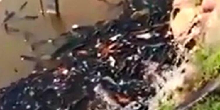 29339912_10155325958371272_1854891431911489536_n.jpg