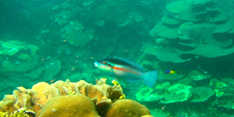 Corales-de-Varadero-en-Cartagena-Universidad-Javeriana.jpg