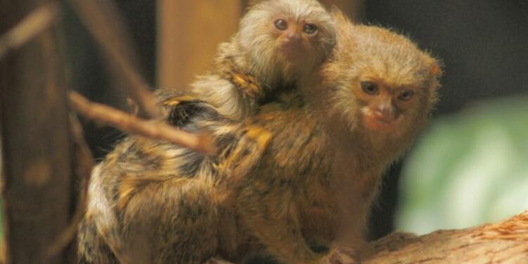 MONOS-ROBADOS.jpg