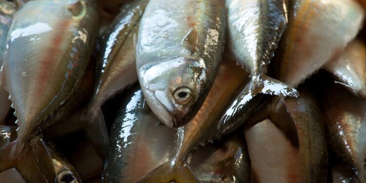 Pescado-ingimage.jpg