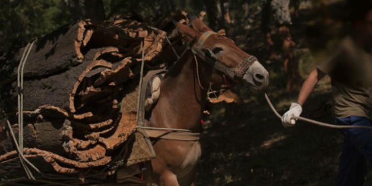 arrieroafp.jpg