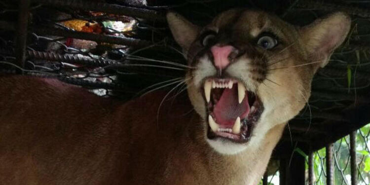 puma.jpg