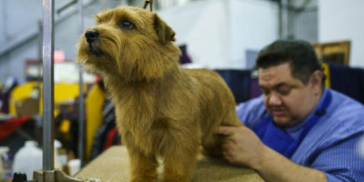 westminster-dog-show.jpg