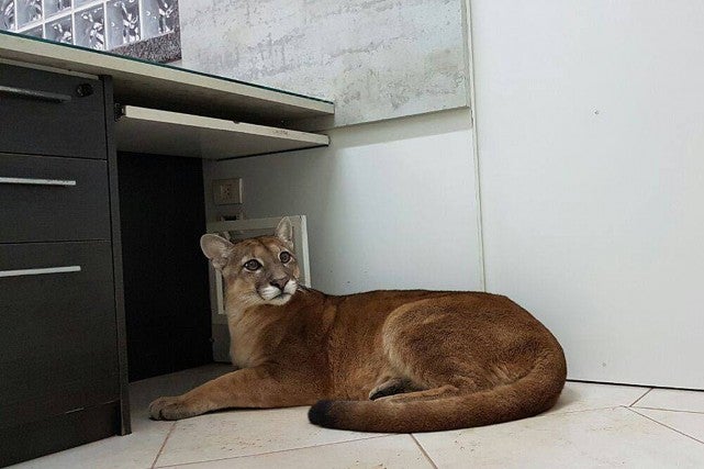 1453597-puma-sauvage-avait-elu-domicile.jpg