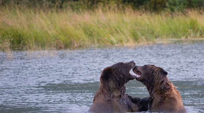 Osos Alaska Osos Alaska