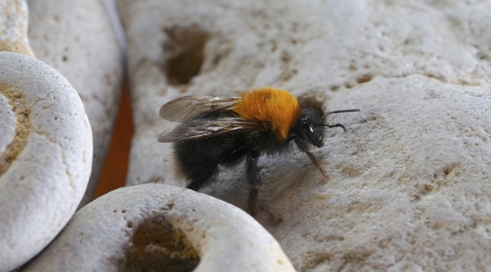Abejas
