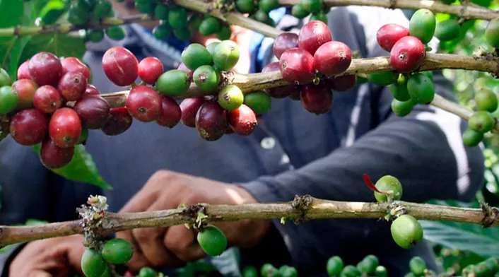 Un cafetero manipulando el grano en Risaralda