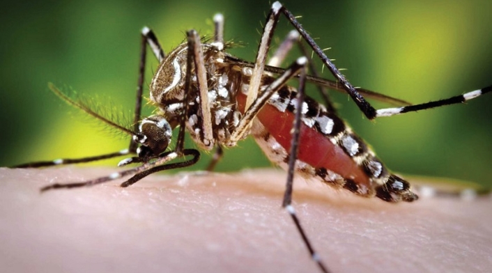 Dengue