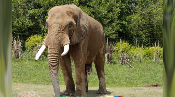 Elefante Pirinolo predice victoria de Senegal ante Colombia