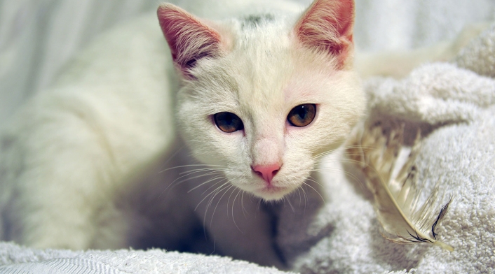 Las donaciones serán entregadas a los gatos víctimas de violencia. Gato blanco